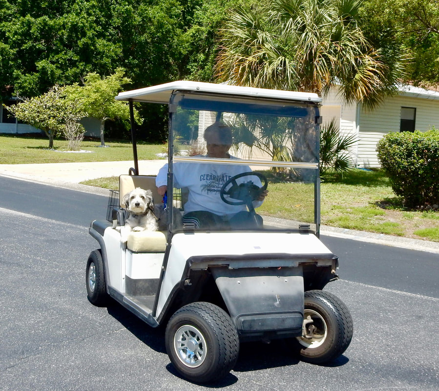 A small dog rides with his owner in a golf cart at Forest Glenn.
